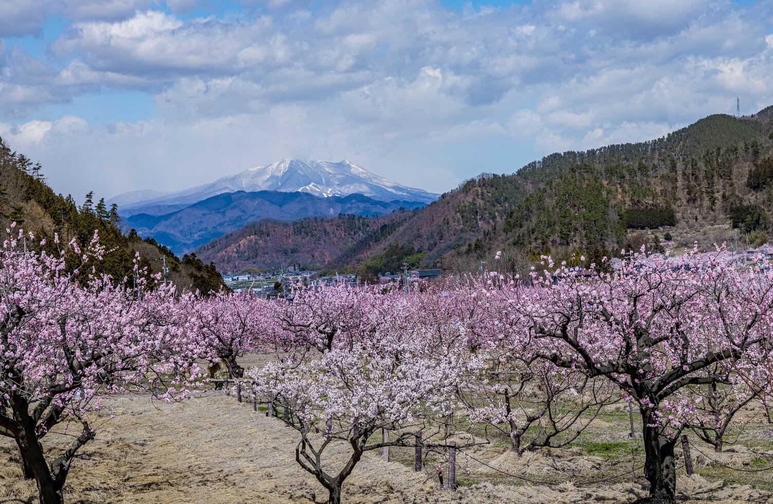 🌸 살구 마을 운동공원(안즈노사토 운동코엔) 이미지 3